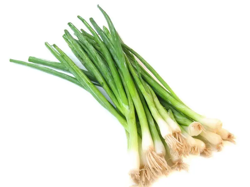 oignon jeune.webp