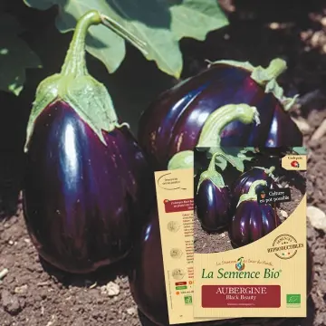Graine: Aubergine Black Beauty