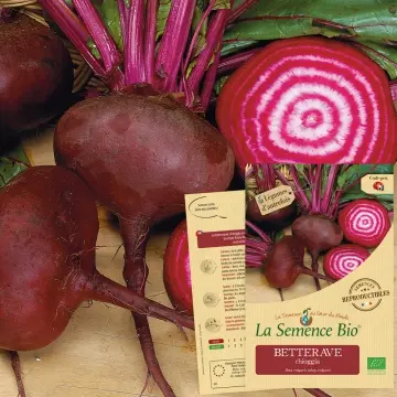 Graine : Betterave Chioggia