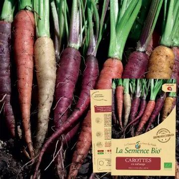 Graine : Carottes en mélange 