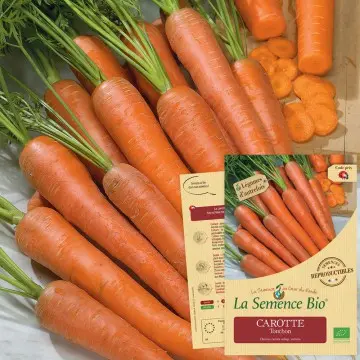 Graine : Carottes Touchon