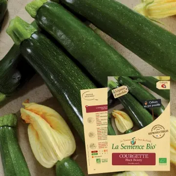 Graine: Courgette Black Beauty 