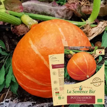 Graine : Potimarron Uchiki Kuri 
