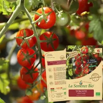 Graine :  Tomate Cerise rouge