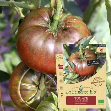 Graine :  Tomate Noire de Crimée 