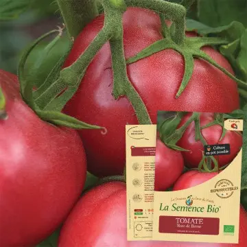Graine : Tomate Rose de Berne 