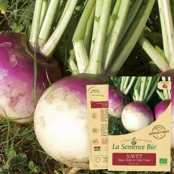 Graine : Navet Blanc à collet violet