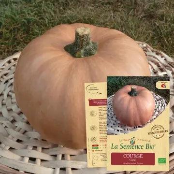 Graine : Courge Carat