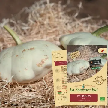 Graine : Pâtisson blanc