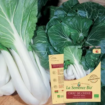 Graine : Chou de Chine Pak-choï Taisaï
