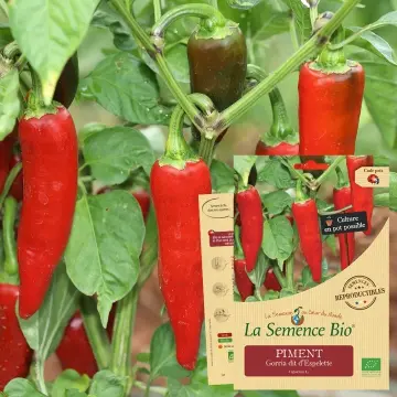 Graine : PIMENT Gorria dit d'Espelette