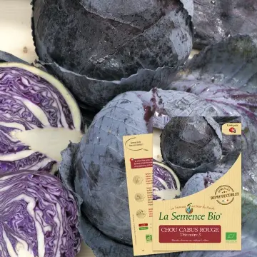 Graine : Chou cabus rouge Tête noire