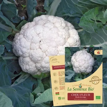 Graine : Chou-fleur Boule de neige