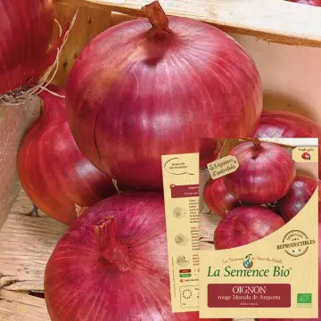 Graine : Oignon rouge Morada de Amposta