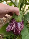 Aubergine - 300gr : Lauradis