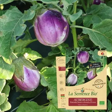 [SAC 085] Graine :   Aubergine Rotonda bianca sfumata di rosa