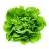 Salade - Laitue : Belgique