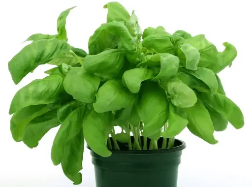 Basilic
