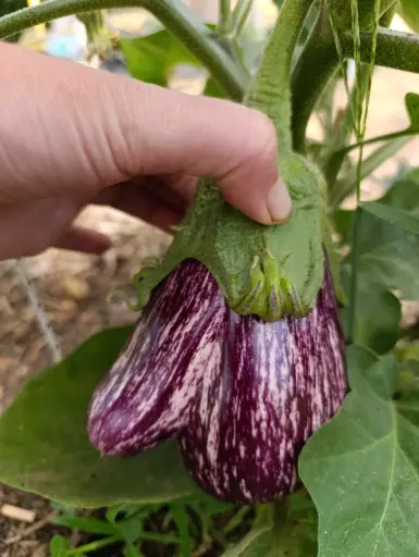Aubergine - 300gr : Lauradis